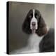 Waiting Patiently English Springer Spaniel-Jai Johnson-Premier Image Canvas