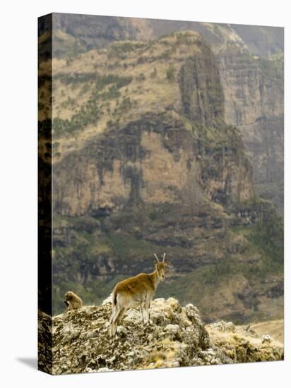 Walia Ibex and Gelada Baboon, Simen National Park, Northern Ethiopia-Janis Miglavs-Premier Image Canvas