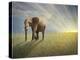 Walk With the Light-Ben Heine-Premier Image Canvas