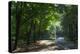 Walkers on a forest road in the Pfalz area, Germany, Europe-James Emmerson-Premier Image Canvas