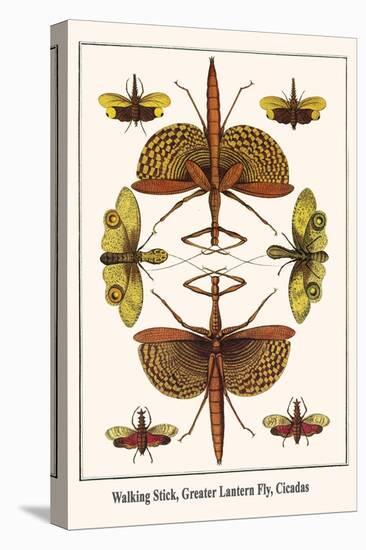 Walking Stick, Greater Lantern Fly, Cicadas-Albertus Seba-Stretched Canvas