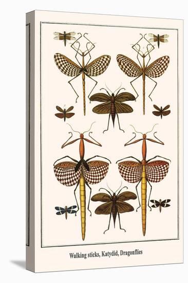 Walking Sticks, Katydid, Dragonflies-Albertus Seba-Stretched Canvas