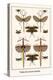 Walking Sticks, Katydid, Dragonflies-Albertus Seba-Stretched Canvas