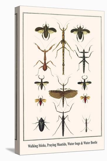 Walking Sticks, Praying Mantids, Water Bugs and Water Beetle-Albertus Seba-Stretched Canvas