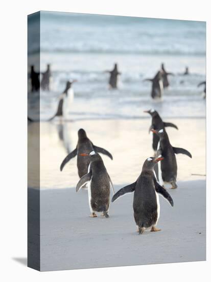 Walking to enter the sea during early morning. Gentoo Penguin in the Falkland Islands in January.-Martin Zwick-Premier Image Canvas