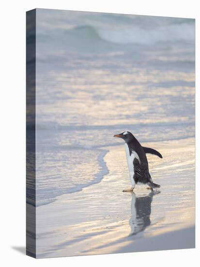 Walking to enter the sea during early morning. Gentoo penguin in the Falkland Islands in January.-Martin Zwick-Premier Image Canvas