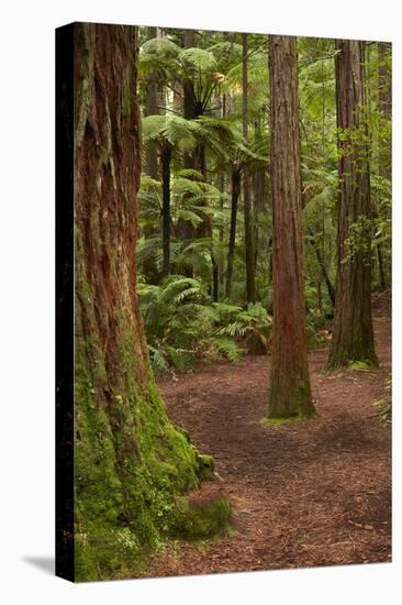 Walking track through The Redwoods (Whakarewarewa Forest), Rotorua, North Island, New Zealand-David Wall-Premier Image Canvas