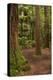 Walking track through The Redwoods (Whakarewarewa Forest), Rotorua, North Island, New Zealand-David Wall-Premier Image Canvas