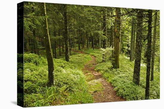 Walking Trail, Hochkopf, Near Schonau, Black Forest, Baden-Wurttemberg, Germany, Europe-Jochen Schlenker-Premier Image Canvas