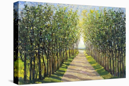 Walking Trail II-Tim OToole-Stretched Canvas