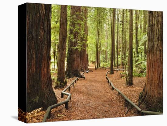 Walkway, the Redwoods, Rotorua, Bay of Plenty, North Island, New Zealand, Pacific-Jochen Schlenker-Premier Image Canvas