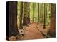 Walkway, the Redwoods, Rotorua, Bay of Plenty, North Island, New Zealand, Pacific-Jochen Schlenker-Premier Image Canvas