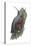 Wall Creeper (Tichodroma Muraria), Birds-Encyclopaedia Britannica-Stretched Canvas