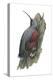 Wall Creeper (Tichodroma Muraria), Birds-Encyclopaedia Britannica-Stretched Canvas