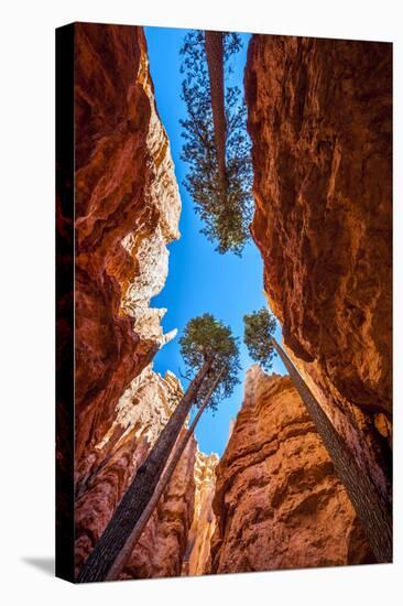 Wall Street, Bryce Canyon National Park, Utah-Michael DeFreitas-Premier Image Canvas