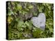 Wall with ivy, heart from stone, close up, still life-Andrea Haase-Premier Image Canvas