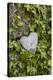 Wall with ivy, heart from stone, close up, still life-Andrea Haase-Stretched Canvas