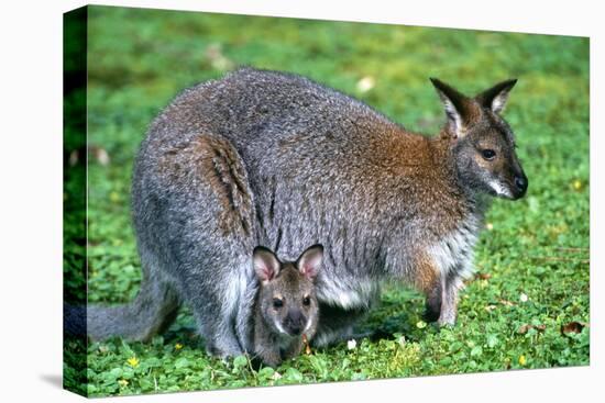 Wallaby and Joey-Lantern Press-Stretched Canvas