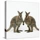 Wallaby X2 Holding Hands-Andy and Clare Teare-Premier Image Canvas