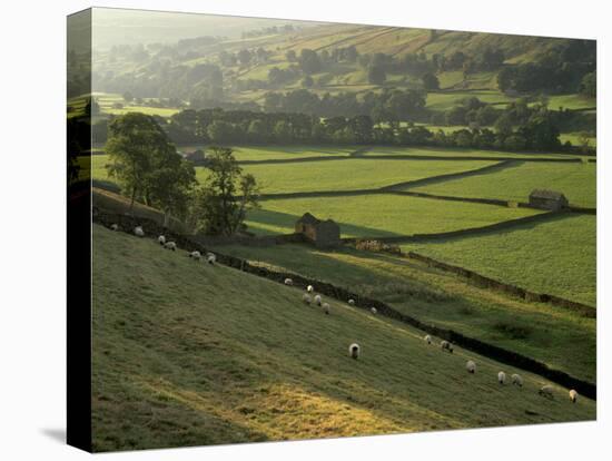 Walled Fields and Barns, Swaledale, Yorkshire Dales National Park, Yorkshire, England, UK-Patrick Dieudonne-Premier Image Canvas