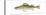 Walleye (Stizostedion Vitreum), Fishes-Encyclopaedia Britannica-Stretched Canvas