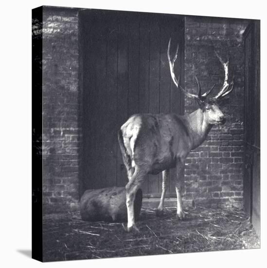 Wallich's Deer-Frederick William Bond-Premier Image Canvas