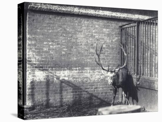 Wallich's Deer-Frederick William Bond-Premier Image Canvas