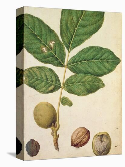 Walnut, c.1568-Jacques Le Moyne-Premier Image Canvas