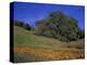 Walnut Creek, Mt. Diablo State Park, California-Inger Hogstrom-Premier Image Canvas