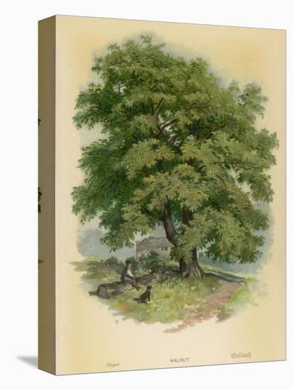 Walnut Tree-null-Premier Image Canvas