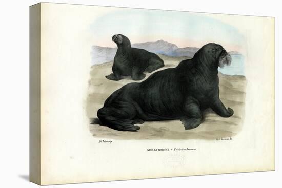 Walrus, 1863-79-Raimundo Petraroja-Premier Image Canvas