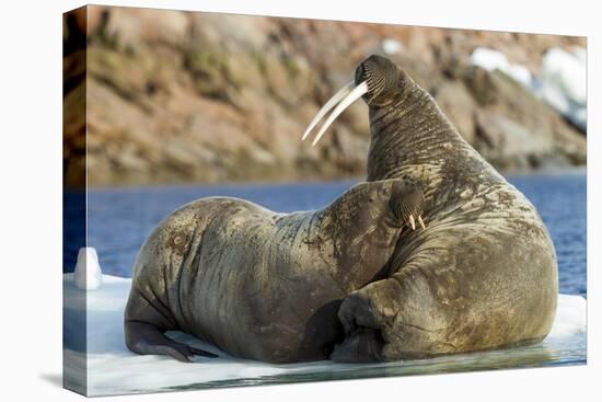 Walrus and Calf in Hudson Bay, Nunavut, Canada-Paul Souders-Premier Image Canvas