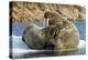 Walrus and Calf in Hudson Bay, Nunavut, Canada-Paul Souders-Premier Image Canvas