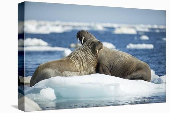 Walrus and Calf Resting on Ice in Hudson Bay, Nunavut, Canada-Paul Souders-Premier Image Canvas