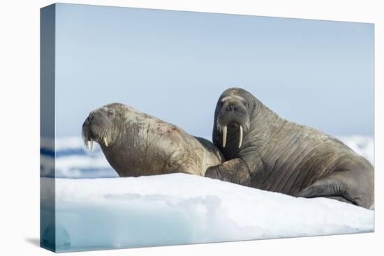 Walrus and Calf Resting on Ice in Hudson Bay, Nunavut, Canada-Paul Souders-Premier Image Canvas