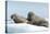 Walrus and Calf Resting on Ice in Hudson Bay, Nunavut, Canada-Paul Souders-Premier Image Canvas