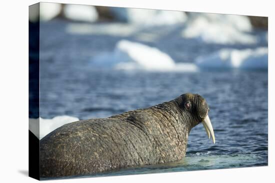 Walrus and Sea Ice in Hudson Bay, Nunavut, Canada-Paul Souders-Premier Image Canvas