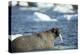 Walrus and Sea Ice in Hudson Bay, Nunavut, Canada-Paul Souders-Premier Image Canvas