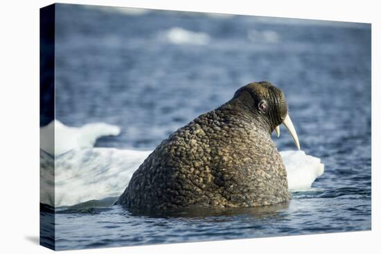 Walrus and Sea Ice in Hudson Bay, Nunavut, Canada-Paul Souders-Premier Image Canvas