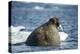 Walrus and Sea Ice in Hudson Bay, Nunavut, Canada-Paul Souders-Premier Image Canvas