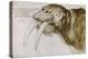 Walrus, around 1515. Pen and watercolour on paper, 20,9 x 30,9 cm.-Albrecht Dürer-Premier Image Canvas