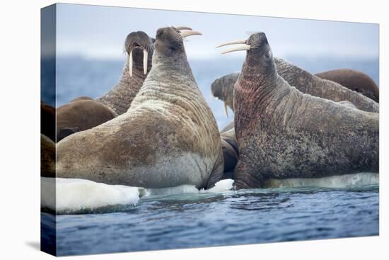Walrus Herd, Hudson Bay, Nunavut, Canada-Paul Souders-Premier Image Canvas