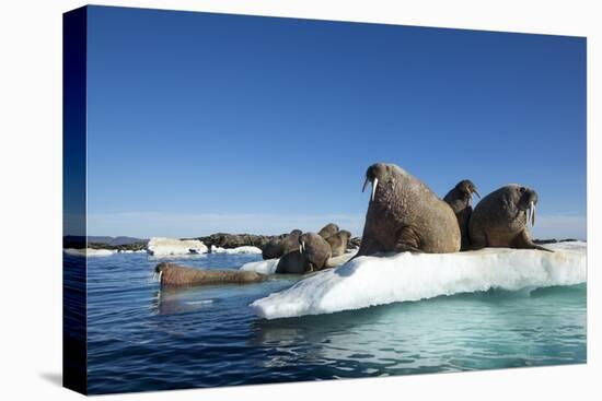 Walrus Herd on Ice, Hudson Bay, Nunavut, Canada-Paul Souders-Premier Image Canvas