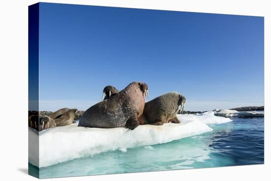 Walrus Herd on Ice, Hudson Bay, Nunavut, Canada-Paul Souders-Premier Image Canvas
