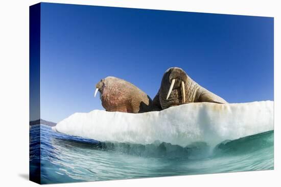 Walrus Herd on Ice, Hudson Bay, Nunavut, Canada-Paul Souders-Premier Image Canvas