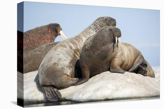 Walrus Herd on Ice, Hudson Bay, Nunavut, Canada-Paul Souders-Premier Image Canvas