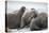 Walrus Herd on Iceberg, Hudson Bay, Nunavut, Canada-Paul Souders-Premier Image Canvas