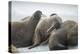 Walrus Herd on Iceberg, Hudson Bay, Nunavut, Canada-Paul Souders-Premier Image Canvas