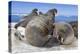 Walrus Herd on Iceberg, Hudson Bay, Nunavut, Canada-Paul Souders-Premier Image Canvas