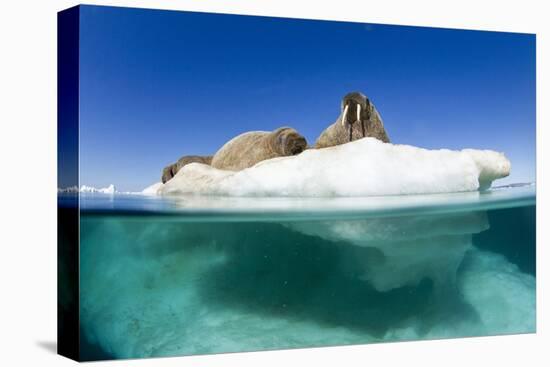 Walrus Herd on Iceberg, Hudson Bay, Nunavut, Canada-Paul Souders-Premier Image Canvas